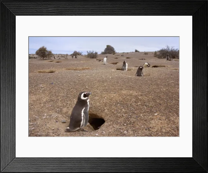 Framed Print : Picture No. 10883142 Framed Print : Picture No. 10883142