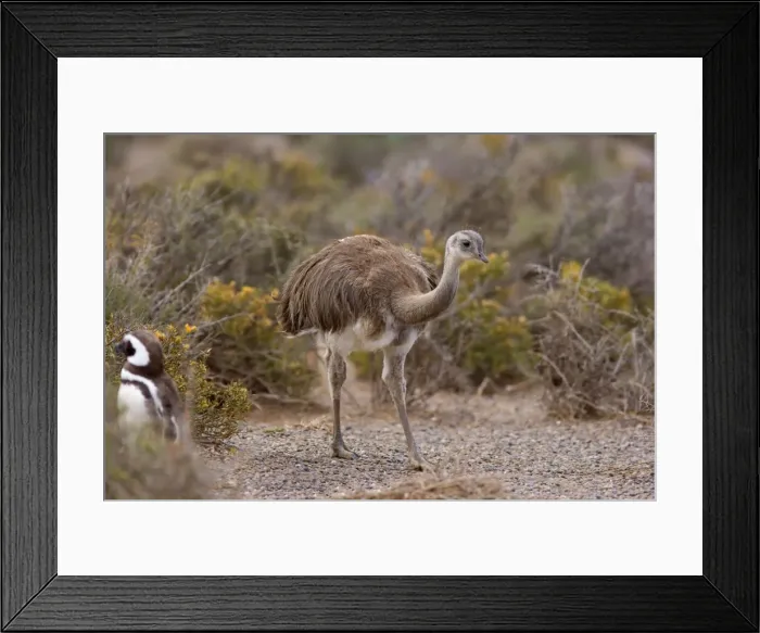 Framed Print : Picture No. 10883156 Framed Print : Picture No. 10883156