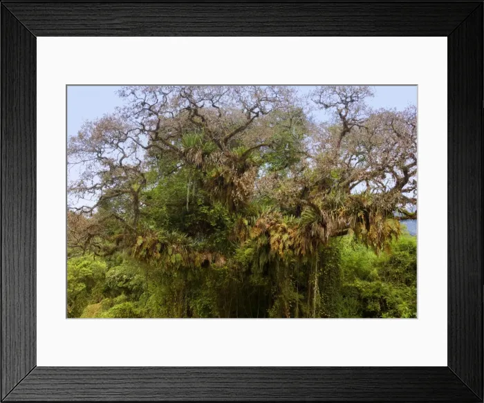 Framed Print : Picture No. 10883154 Framed Print : Picture No. 10883154