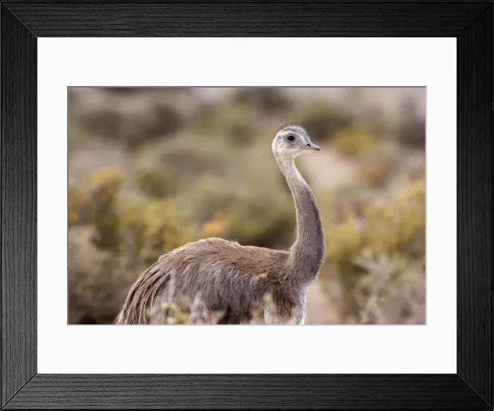 Framed Print : Picture No. 10883157 Framed Print : Picture No. 10883157