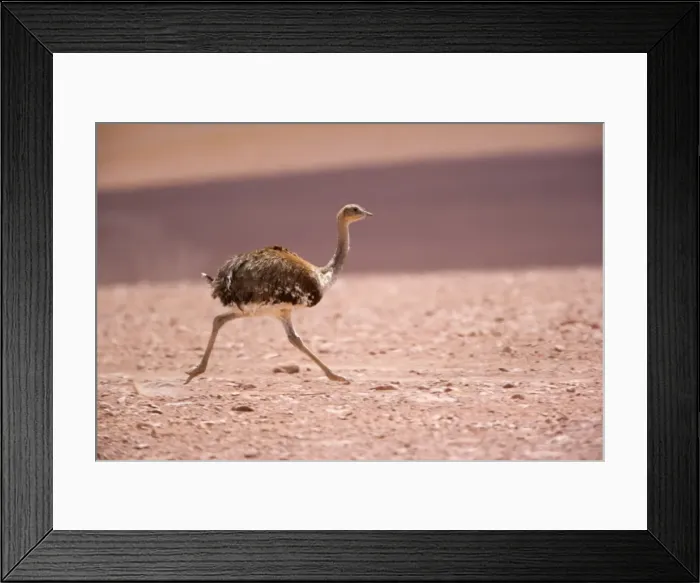 Framed Print : Picture No. 10883158