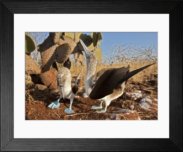 Framed Print : Picture No. 10883161 Framed Print : Picture No. 10883161
