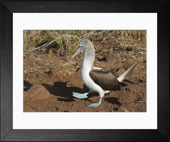 Framed Print : Picture No. 10883163 Framed Print : Picture No. 10883163
