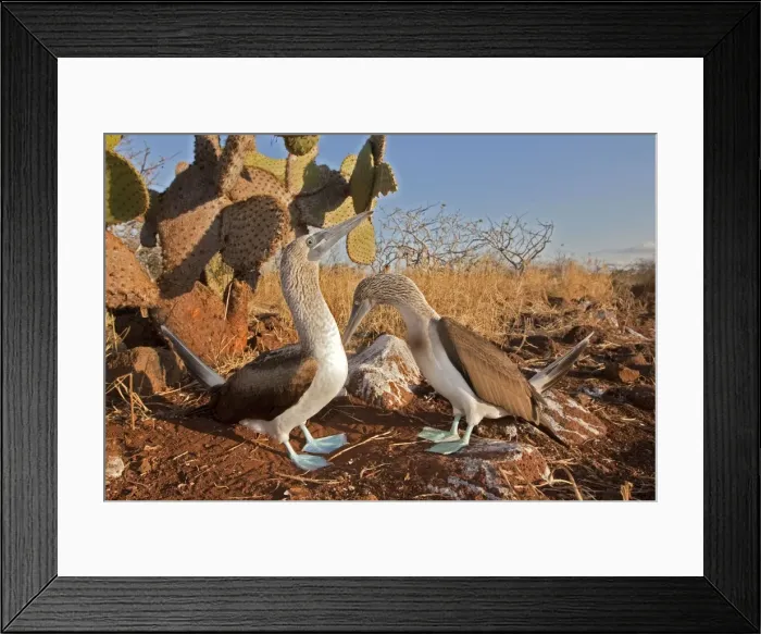 Framed Print : Picture No. 10883162 Framed Print : Picture No. 10883162
