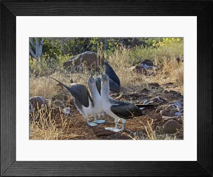 Framed Print : Picture No. 10883164 Framed Print : Picture No. 10883164