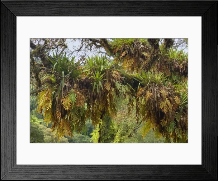 Framed Print : Picture No. 10883155 Framed Print : Picture No. 10883155