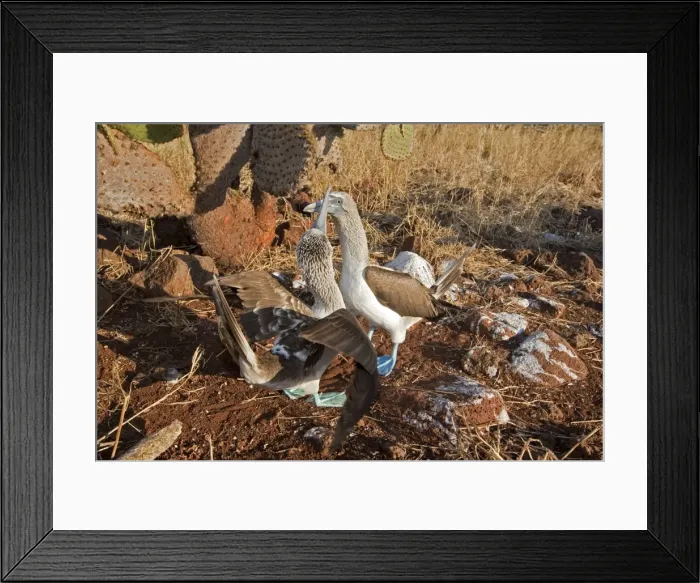 Framed Print : Picture No. 10883160 Framed Print : Picture No. 10883160