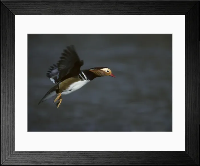 Framed Print : Picture No. 10883167 Framed Print : Picture No. 10883167