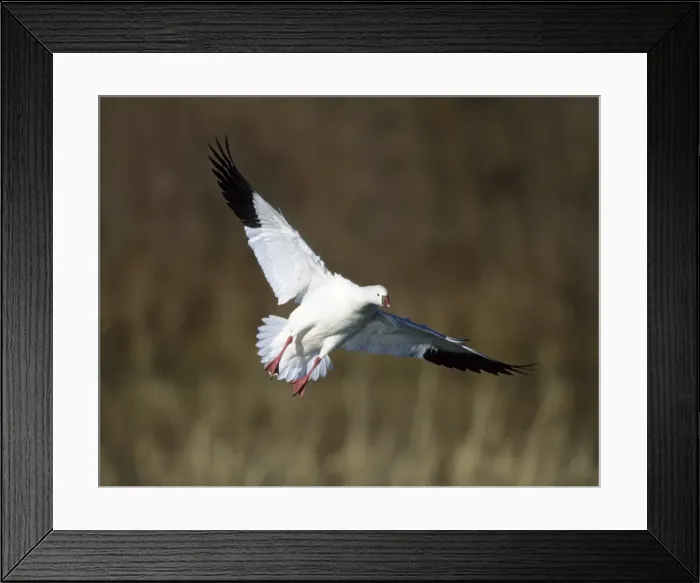Framed Print : Picture No. 10883170 Framed Print : Picture No. 10883170