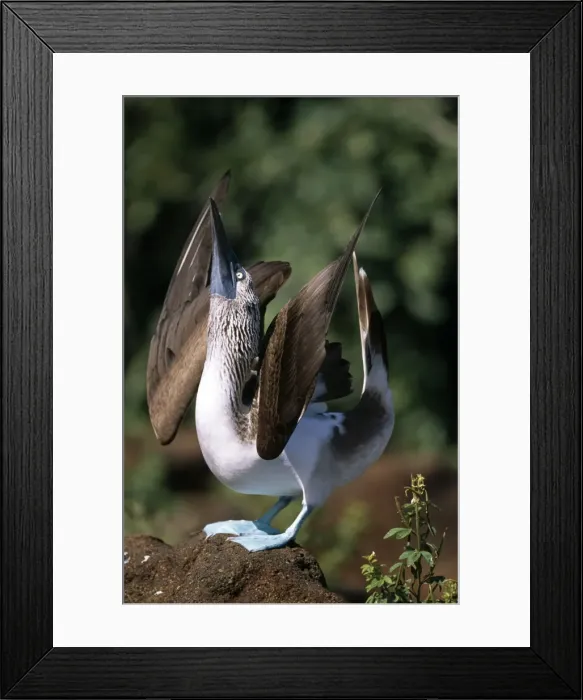 Framed Print : Picture No. 10883165 Framed Print : Picture No. 10883165