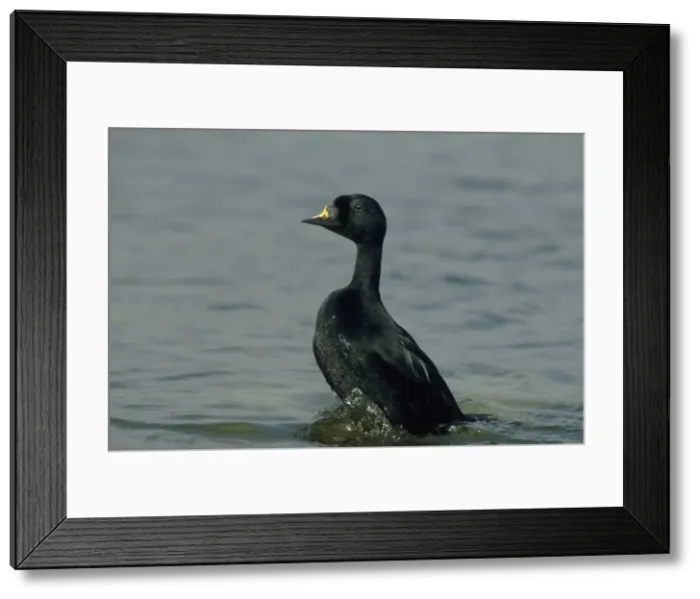 Framed Print : Picture No. 10883171 Framed Print : Picture No. 10883171