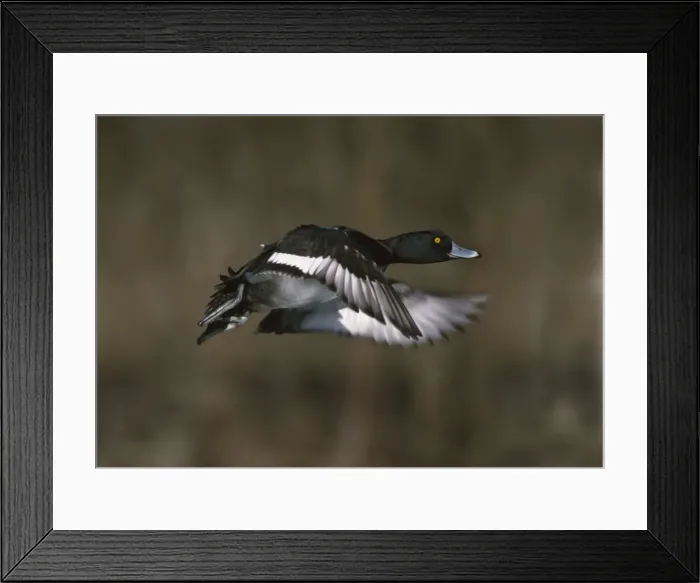 Framed Print : Picture No. 10883172 Framed Print : Picture No. 10883172