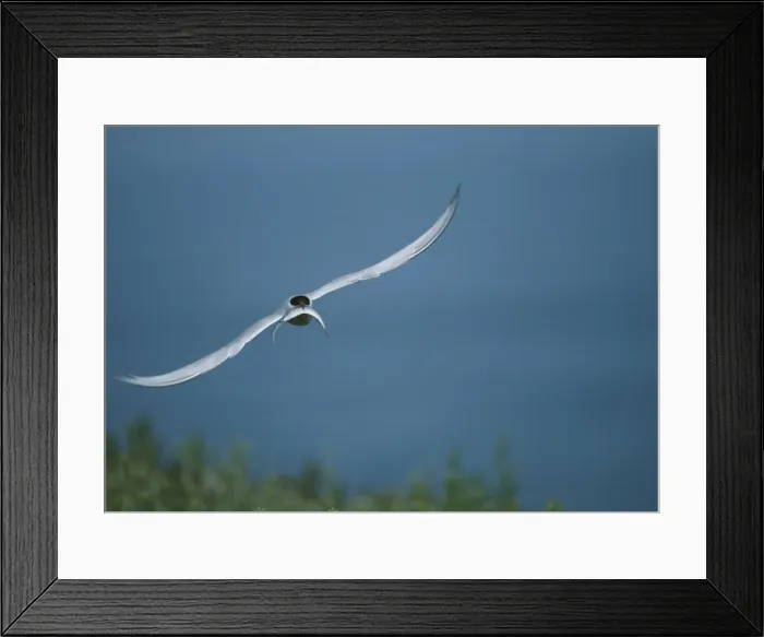 Framed Print : Picture No. 10883173 Framed Print : Picture No. 10883173