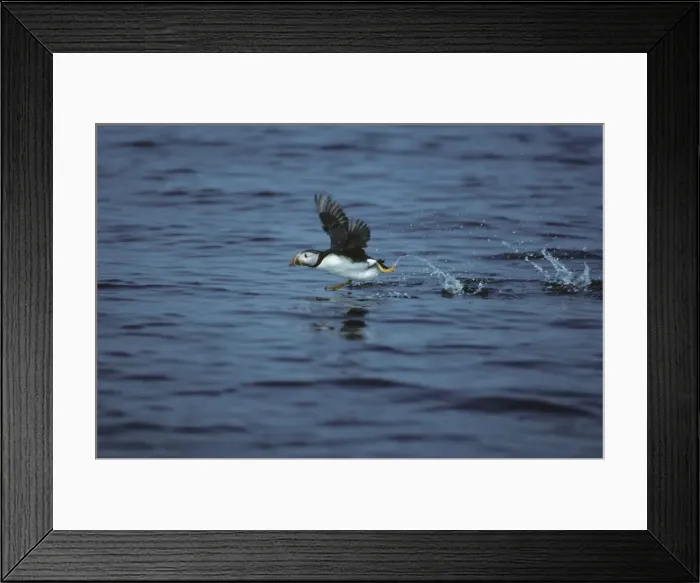 Framed Print : Picture No. 10883169 Framed Print : Picture No. 10883169