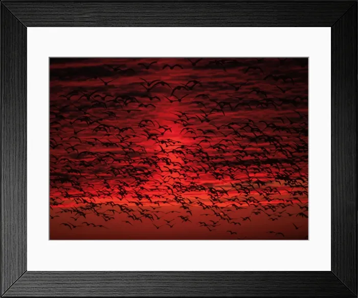 Framed Print : Picture No. 10883176 Framed Print : Picture No. 10883176