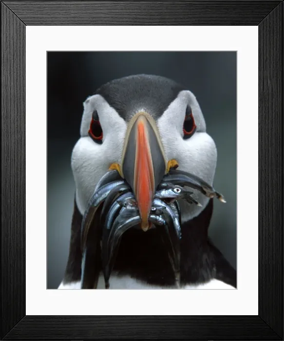 Framed Print : Picture No. 10883168 Framed Print : Picture No. 10883168