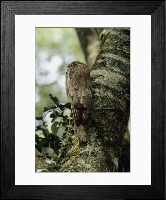 Framed Print : Picture No. 10883178 Framed Print : Picture No. 10883178