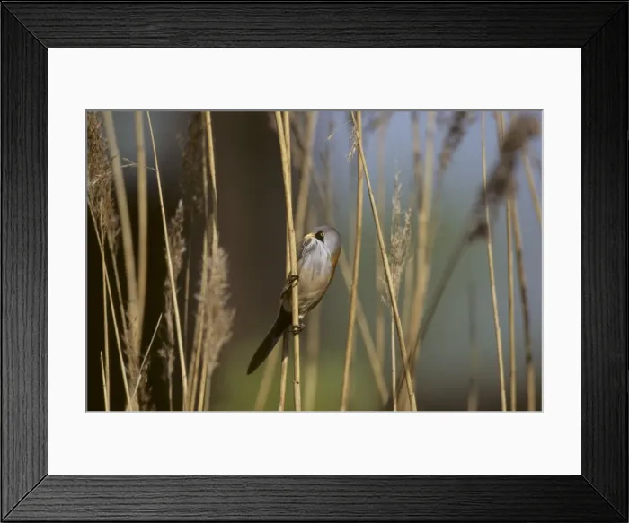 Framed Print : Picture No. 10883177 Framed Print : Picture No. 10883177