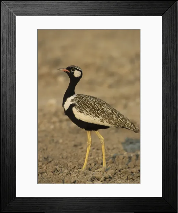 Framed Print : Picture No. 10883179 Framed Print : Picture No. 10883179