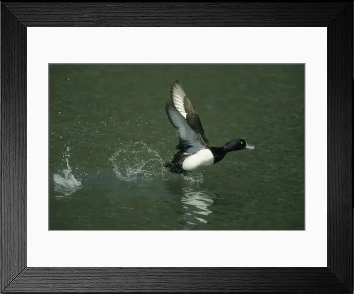 Framed Print : Picture No. 10883175 Framed Print : Picture No. 10883175