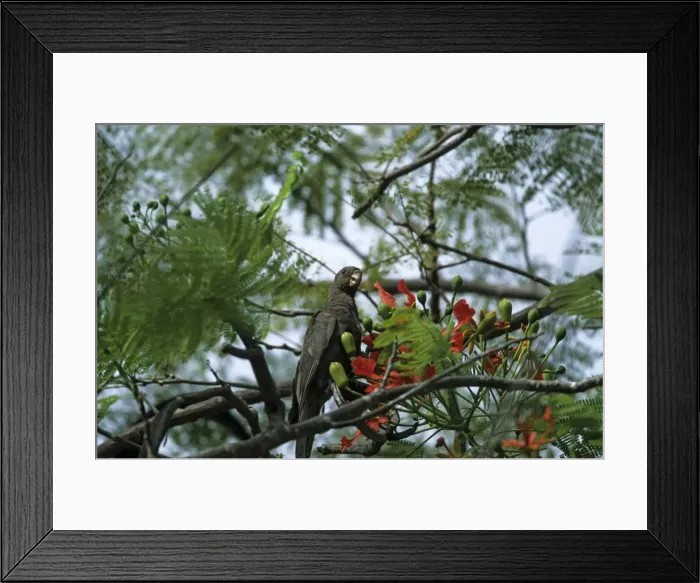 Framed Print : Picture No. 10883181 Framed Print : Picture No. 10883181