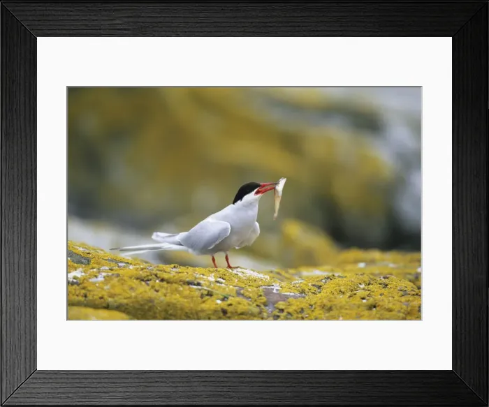 Framed Print : Picture No. 10883174 Framed Print : Picture No. 10883174
