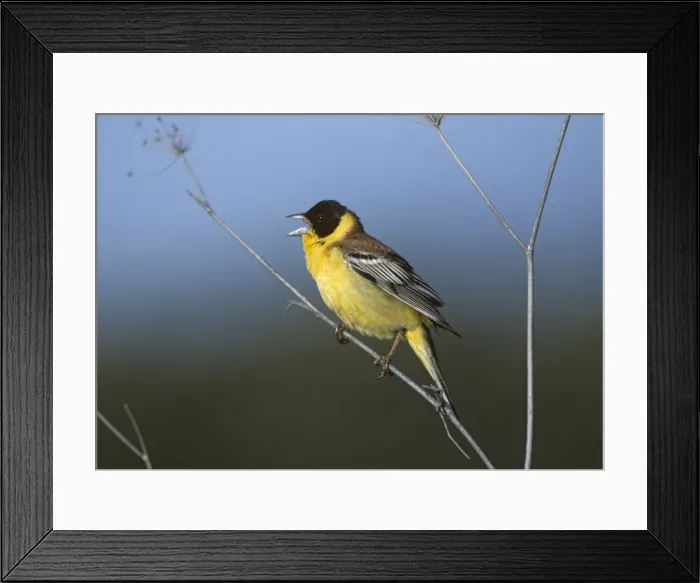 Framed Print : Picture No. 10883184 Framed Print : Picture No. 10883184
