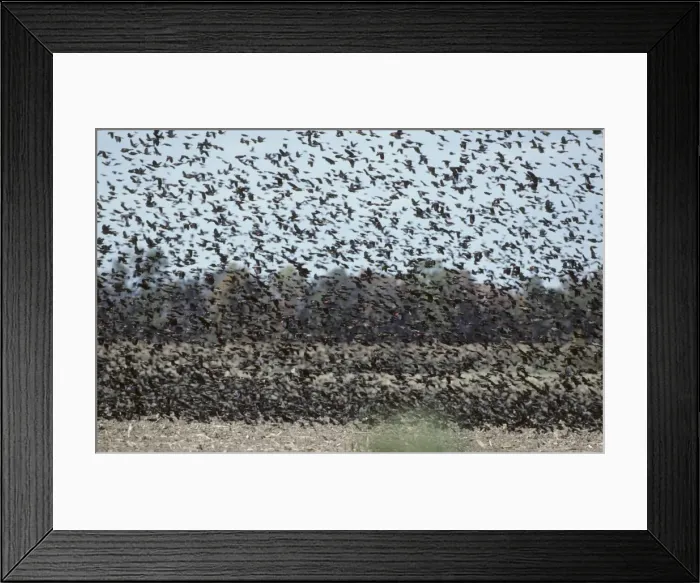 Framed Print : Picture No. 10883185 Framed Print : Picture No. 10883185