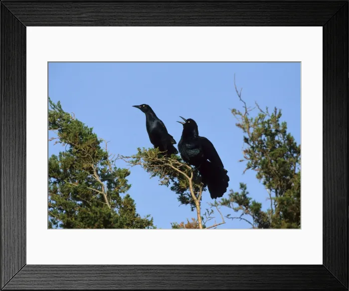 Framed Print : Picture No. 10883186 Framed Print : Picture No. 10883186
