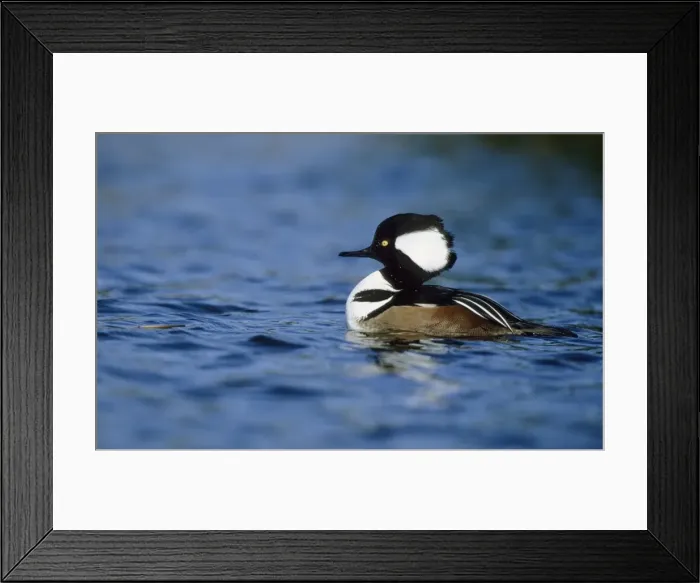 Framed Print : Picture No. 10883187 Framed Print : Picture No. 10883187