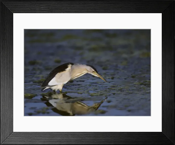 Framed Print : Picture No. 10883182 Framed Print : Picture No. 10883182