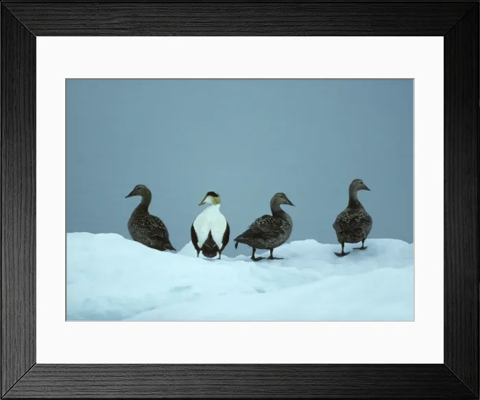 Framed Print : Picture No. 10883188 Framed Print : Picture No. 10883188