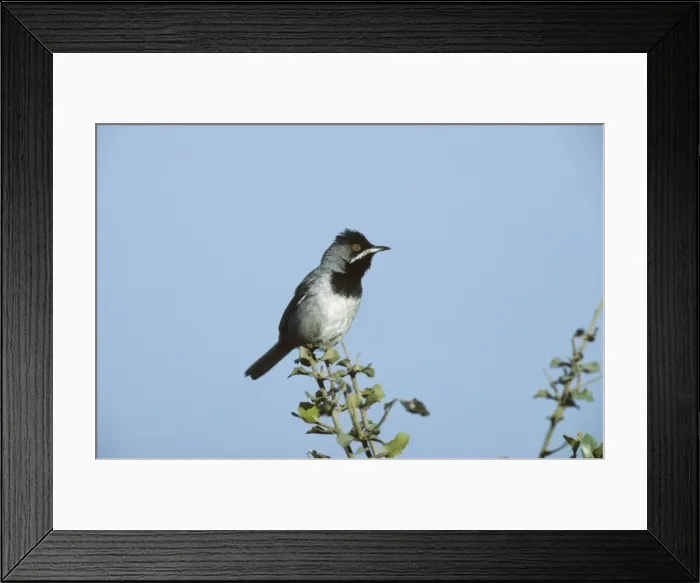Framed Print : Picture No. 10883183 Framed Print : Picture No. 10883183