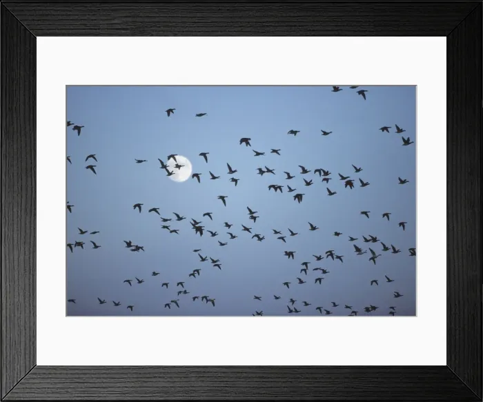 Framed Print : Picture No. 10883192
