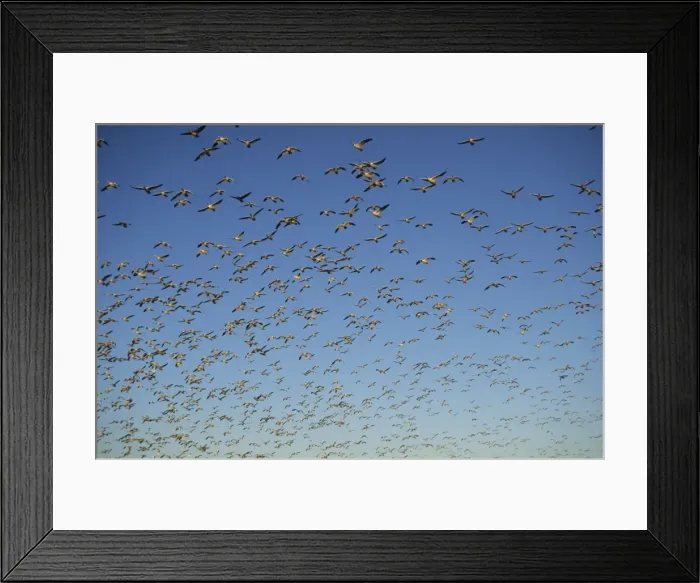 Framed Print : Picture No. 10883189 Framed Print : Picture No. 10883189