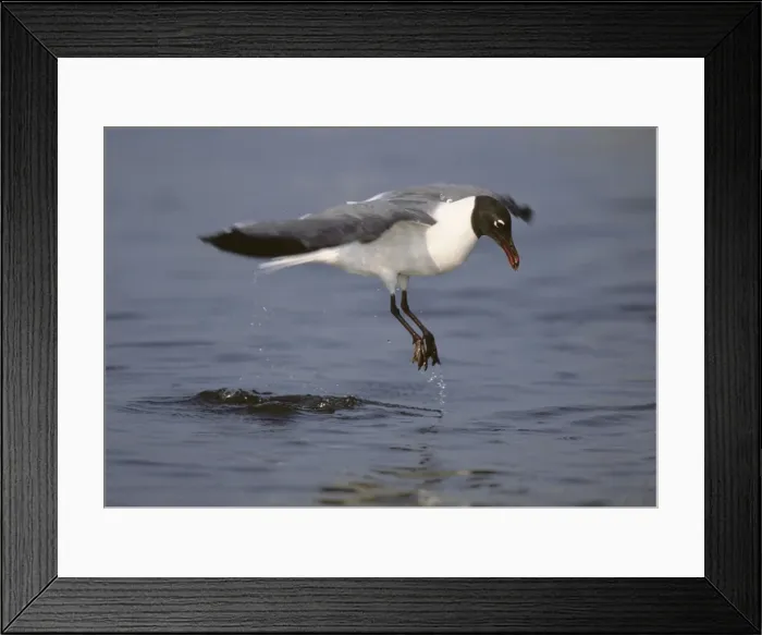 Framed Print : Picture No. 10883195 Framed Print : Picture No. 10883195