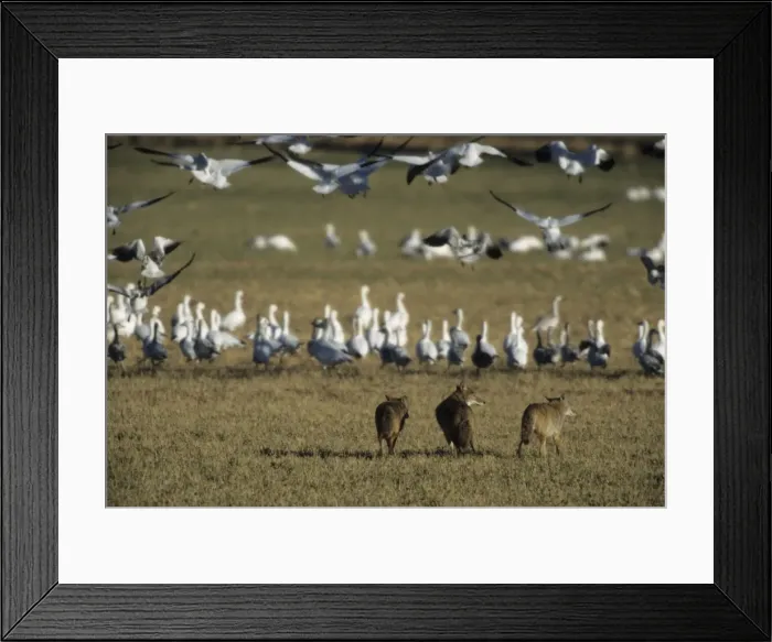 Framed Print : Picture No. 10883190 Framed Print : Picture No. 10883190