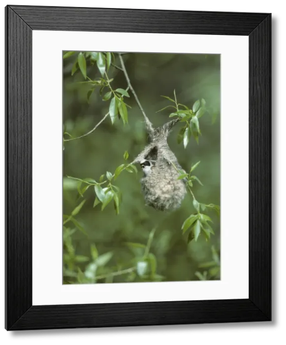 Framed Print : Picture No. 10883196 Framed Print : Picture No. 10883196