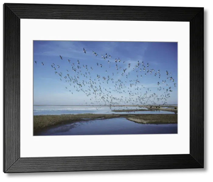 Framed Print : Picture No. 10883191 Framed Print : Picture No. 10883191