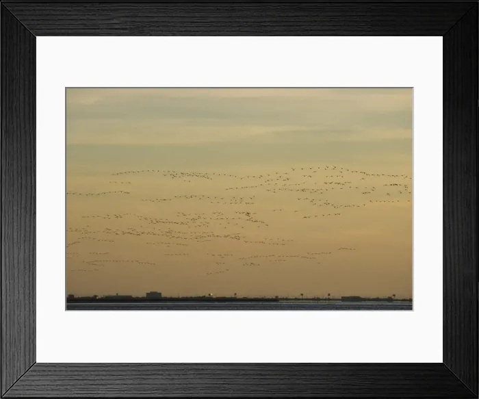 Framed Print : Picture No. 10883194 Framed Print : Picture No. 10883194