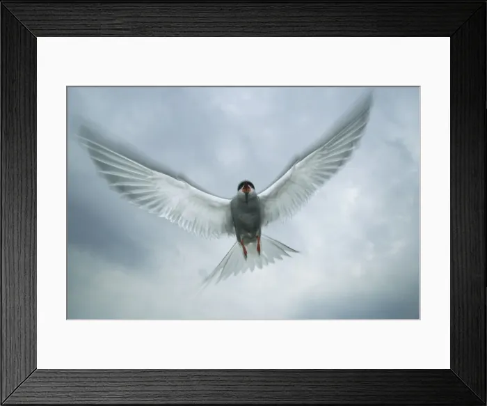 Framed Print : Picture No. 10883199 Framed Print : Picture No. 10883199