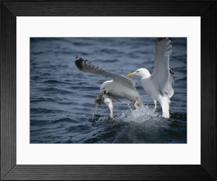 Framed Print : Picture No. 10883201 Framed Print : Picture No. 10883201
