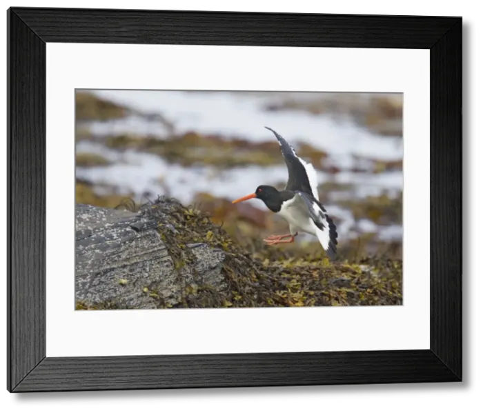 Framed Print : Picture No. 10883271 Framed Print : Picture No. 10883271