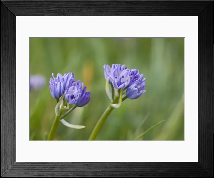 Framed Print : Picture No. 10883276 Framed Print : Picture No. 10883276