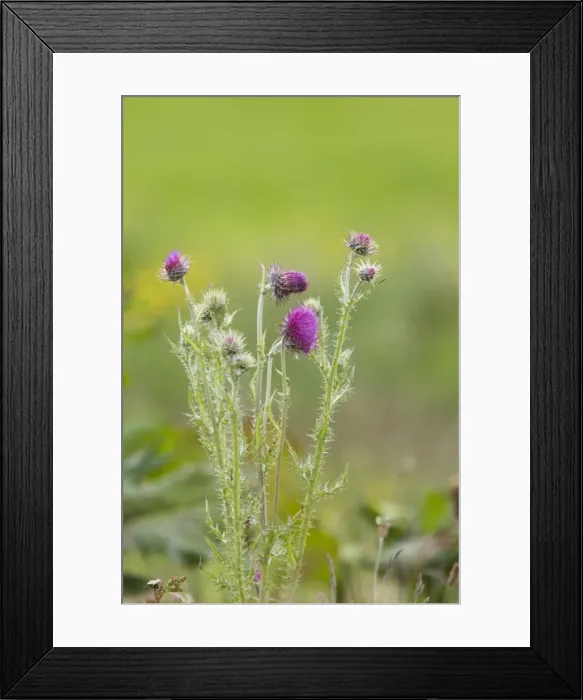 Framed Print : Picture No. 10883277 Framed Print : Picture No. 10883277