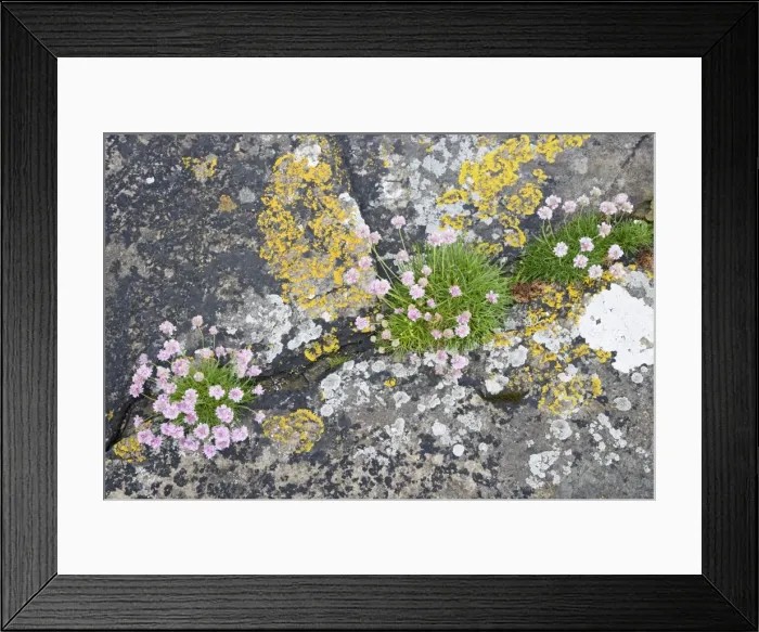 Framed Print : Picture No. 10883278