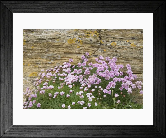 Framed Print : Picture No. 10883279 Framed Print : Picture No. 10883279