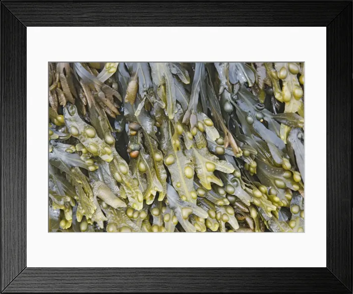 Framed Print : Picture No. 10883286 Framed Print : Picture No. 10883286
