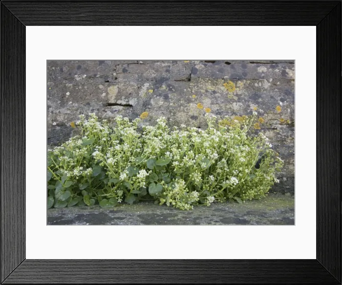 Framed Print : Picture No. 10883285 Framed Print : Picture No. 10883285