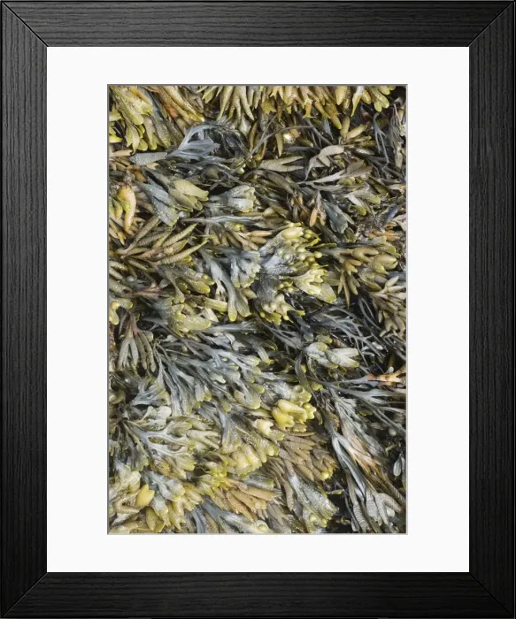 Framed Print : Picture No. 10883287 Framed Print : Picture No. 10883287